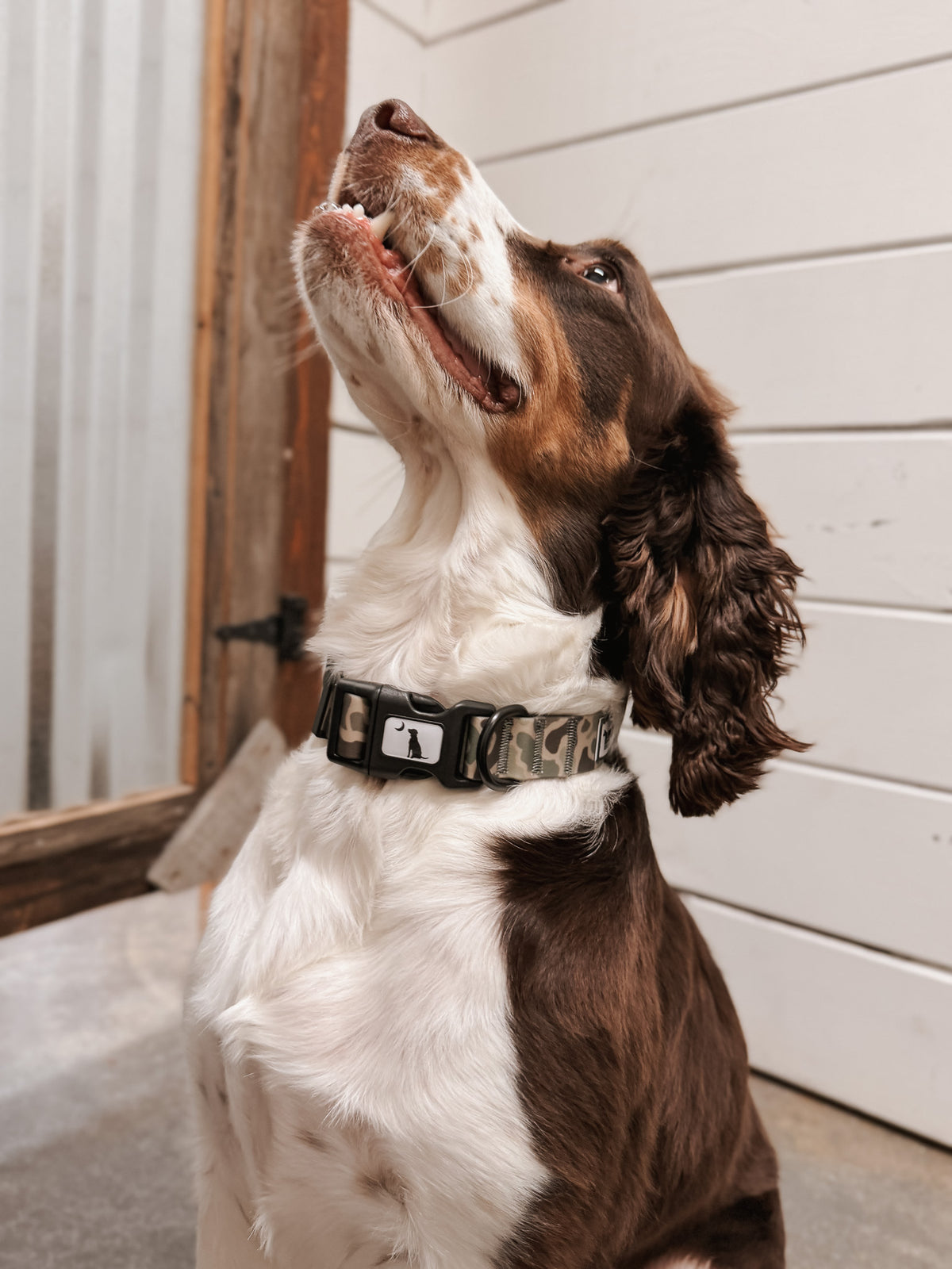 Local Boy | Dog Collar - Localflage Forest