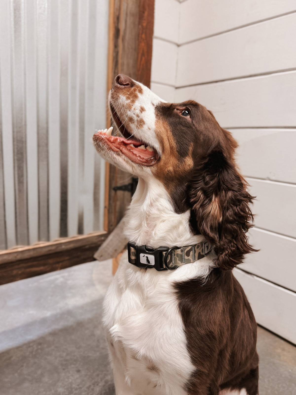 Local Boy | Dog Collar - Localflage Forest