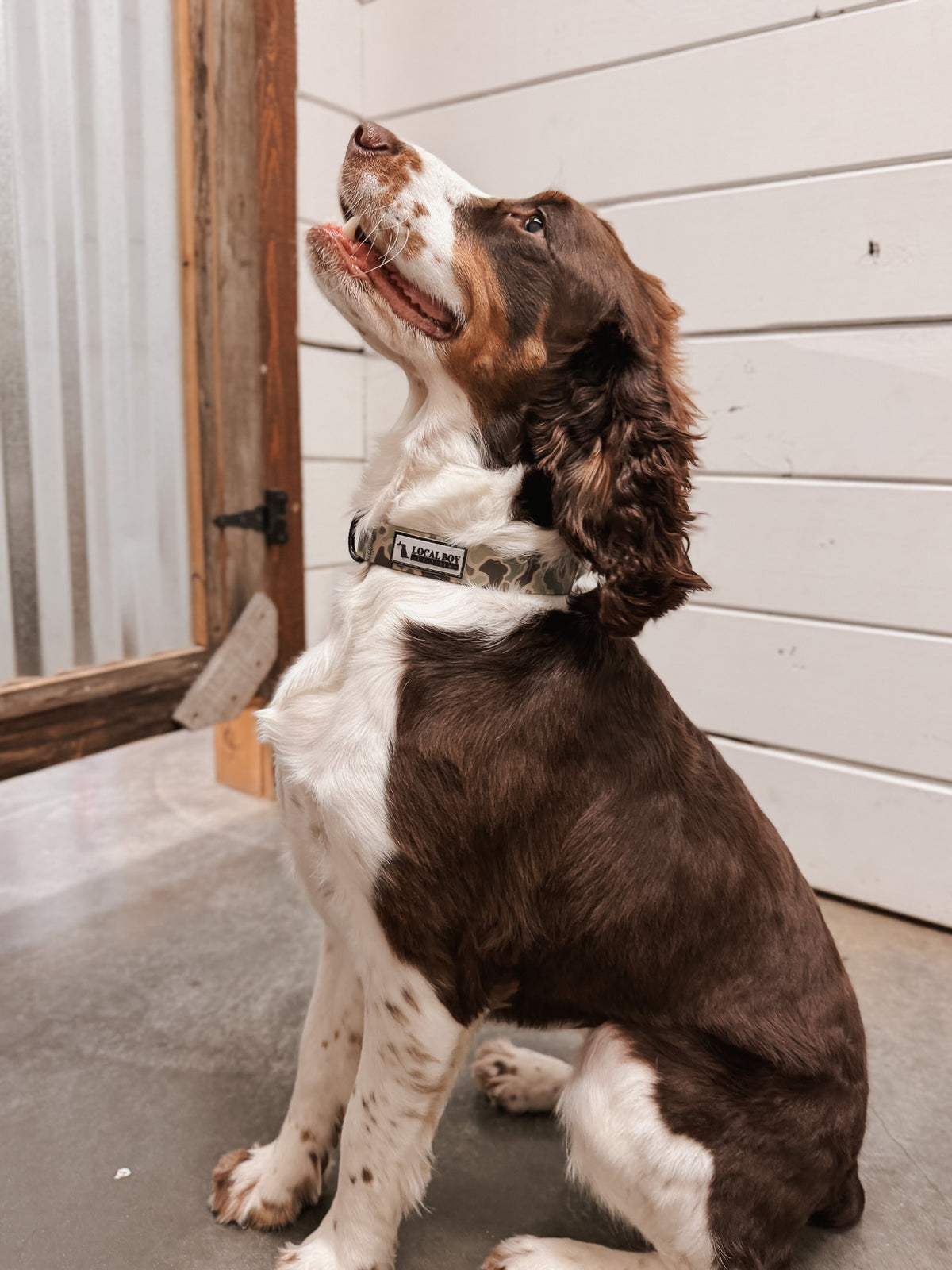 Local Boy | Dog Collar - Localflage Forest