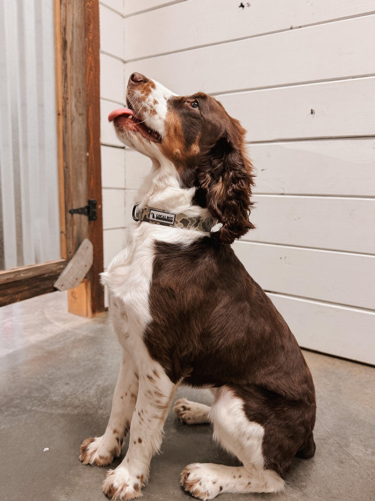 Local Boy | Dog Collar - Localflage Forest