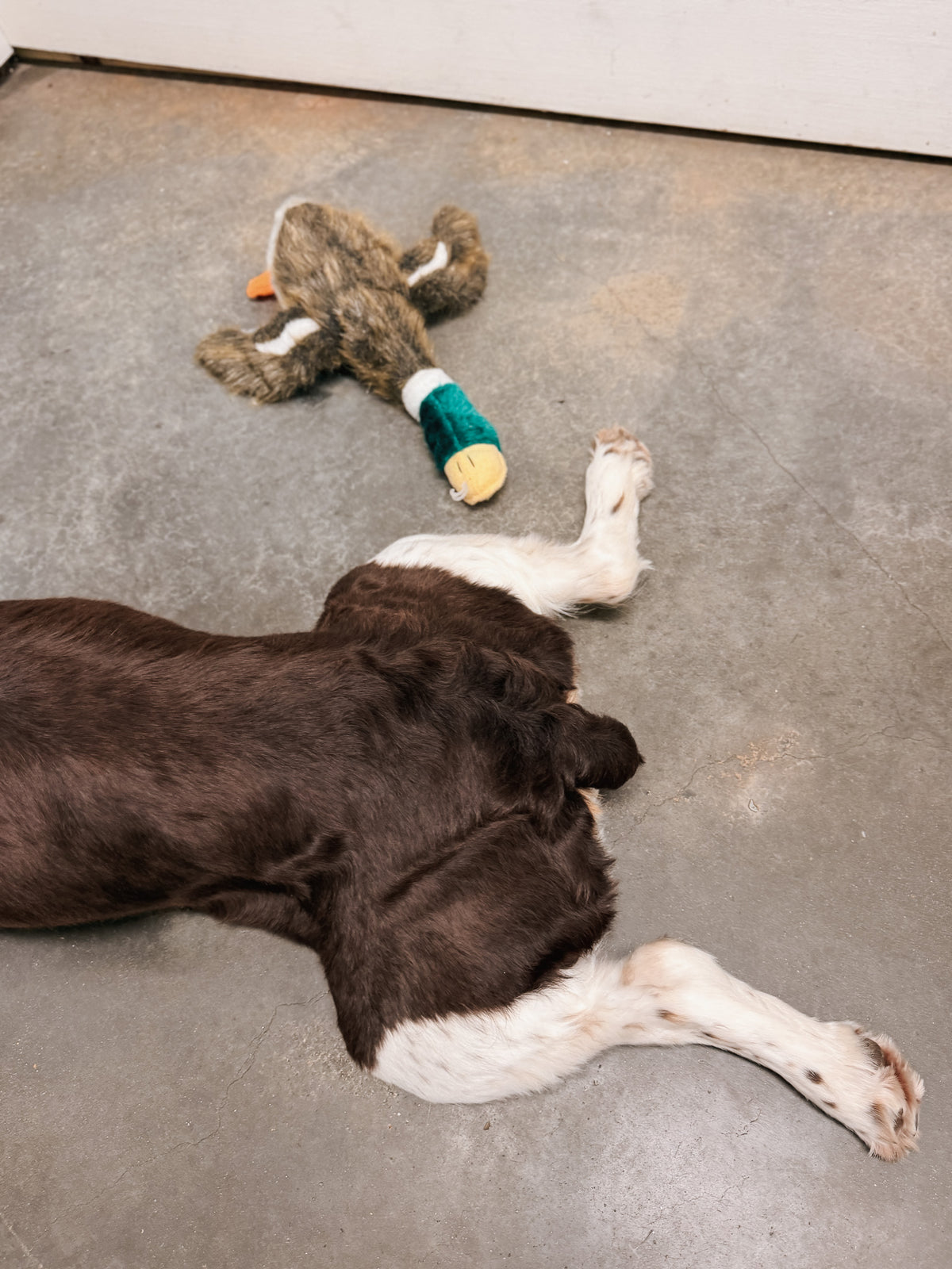 Local Boy | Duck Dog Toy