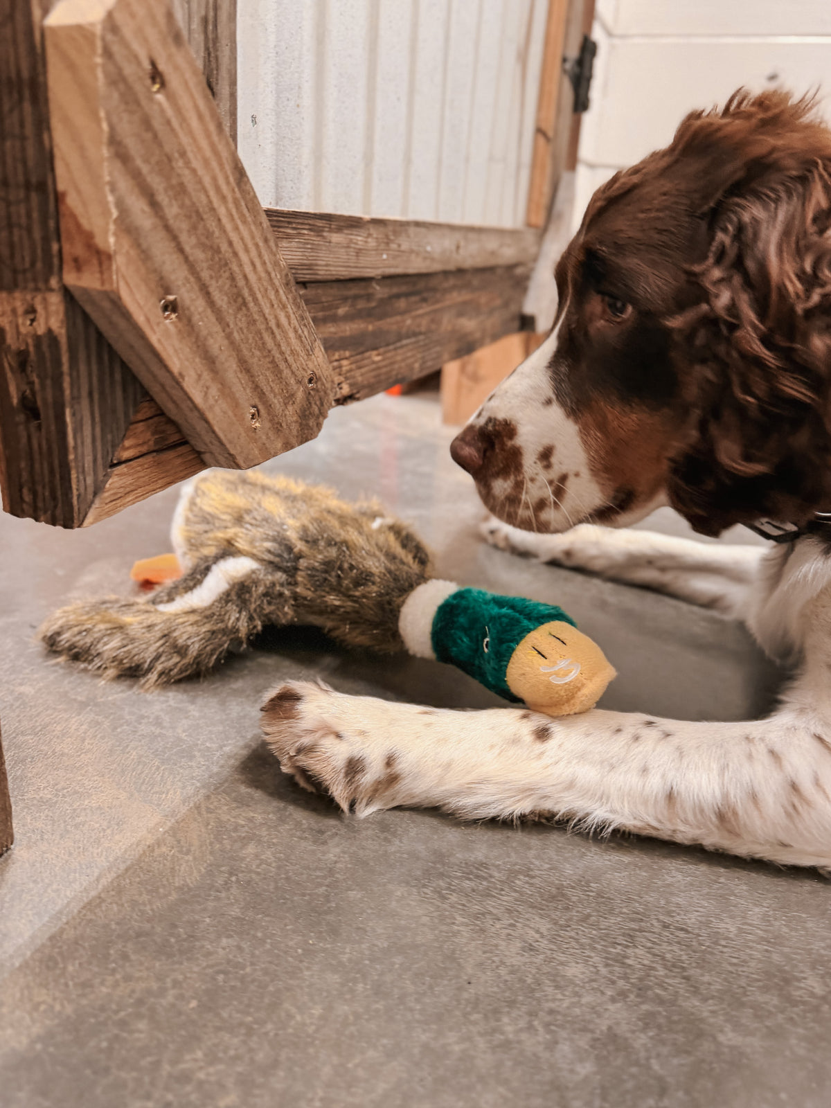 Local Boy | Duck Dog Toy