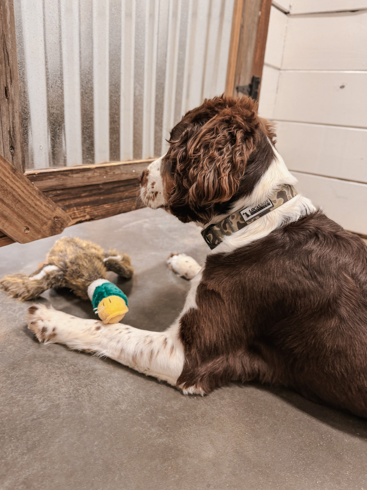 Local Boy | Duck Dog Toy