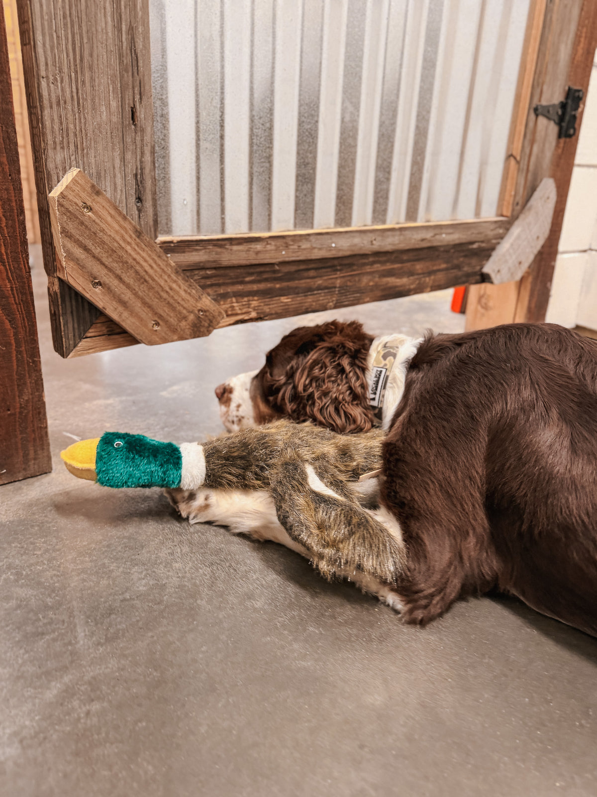 Local Boy | Duck Dog Toy