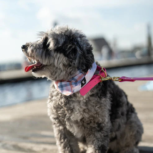 Local Boy Biothane Dog Collar in Pink