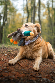 Local Boy | Duck Dog Toy